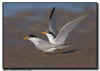 Least Terns