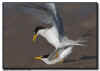 Least Tern Courtship