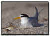 Least Tern Scrape