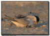Least Tern with Eggs in a Scrape