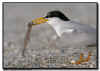 Least Tern Courtship Feeding