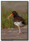 American Oystercatcher