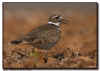 Killdeer Calling