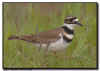 Killdeer