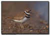 Killdeer