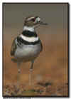 Killdeer