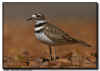 Nesting Killdeer
