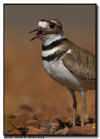 Killdeer Calling