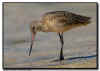Marbled Godwit Close Up