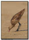 Marbled Godwit Feeding