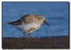 Rock Sandpiper