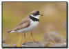 Semipalmated Plover