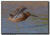 Short-Billed Dowitcher Wing Stretch