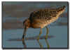 Short-Billed Dowitcher Feeding