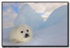 Harp Seal, Quebec