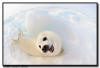 Harp Seal Pup, Quebec