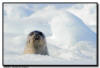 Harp Seal, Quebec