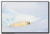 Harp Seal Pup, Quebec