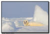 Harp Seal Pup, Isles de la Madeleine, Quebec