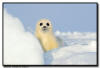 Harp Seals, Isles de la Madeleine, Quebec