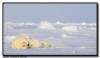 Harp Seal Pup, Isles de la Madeleine, Quebec