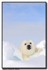Harp Seal Pup, Quebec