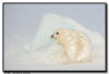 Harp Seals, Isles de la Madeleine, Quebec