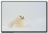 Harp Seal Pup, Isles de la Madeleine, Quebec
