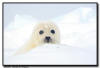 Adult Harp Seal Swimming, Isles de la Madeleine, Quebec