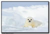 Harp Seal Pup, Isles de la Madeleine, Quebec