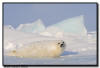 Harp Seal Pup , Isles de la Madeleine, Quebec