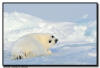 Harp Seal Pup, Isles de la Madeleine, Quebec