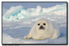  Harp Seal, Isles de la Madeleine, Quebec