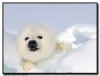 Harp Seal, Quebec