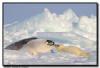 Harp Seals, Isles de la Madeleine, Quebec