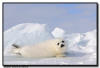 Harp Seal, Quebec