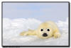 Harp Seal Yellow Coat, Quebec