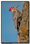 Pileated Woodpecker, Orr MN