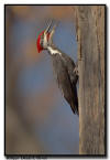 Pileated Woodpecker, MN