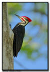 Pileated Woodpecker, MN