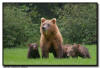 Coastal Brown Bears, Lake Clark National Park