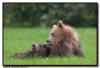 Coastal Brown Bear Cubs, Lake Clark NP, AK
