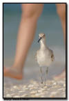 Willet, Florida