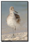 Willet, Florida