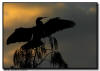 Anhinga Feather Drying