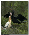 Anhinga Nest, Everglades National Park