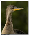 Anhinga Close Up