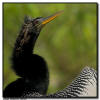 Anhinga Close Up