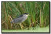 Black Crowned Night Heron in the Cattails