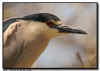 Black Crowned Night Heron Close Up